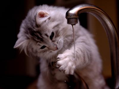 小猫，起重机，水