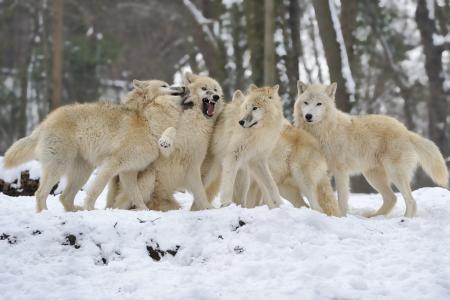 狼，羊群，雪，冬天