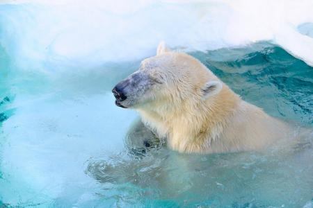 北极熊，北极熊，熊，捕食者，动物园，枪口，游泳池，游泳，满足，皱眉头
