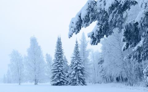 雪，冷杉，松树，分支机构，树木，冬天