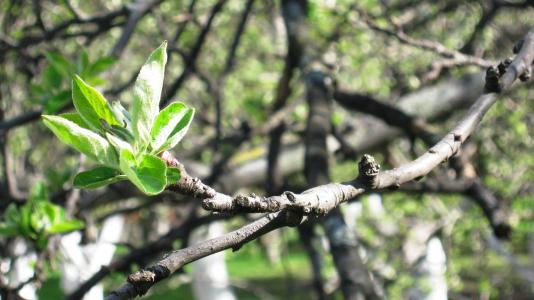 春天，苹果树
