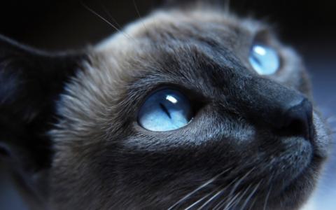 暹罗猫，猫，蓝色，眼睛，宏