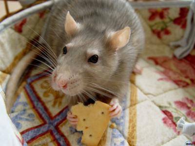 家，宠物，老鼠，饼干