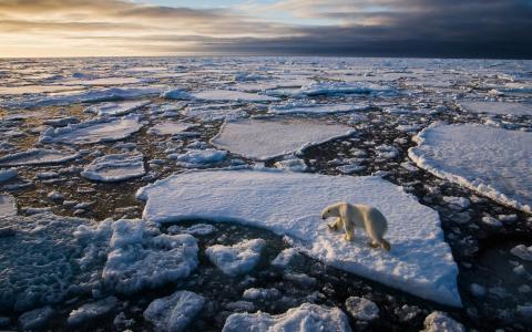 北极熊，冰，海洋，北极