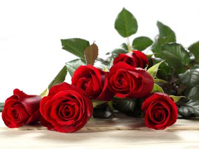 玫瑰，花蕾，红色