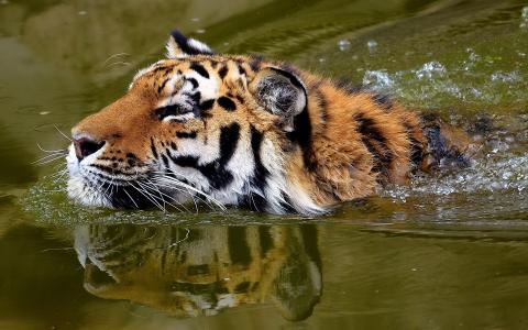 老虎，猫，水，游泳者，游泳