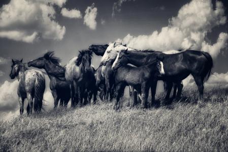 马，马，牧群，草地，云，黑色和白色