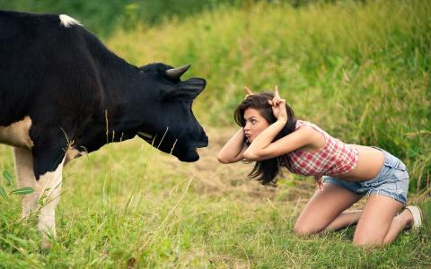 草甸，愚蠢，牛，女孩