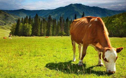牧场，牛，阿尔卑斯山