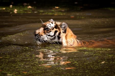 老虎，野猫，游泳，游泳，池塘