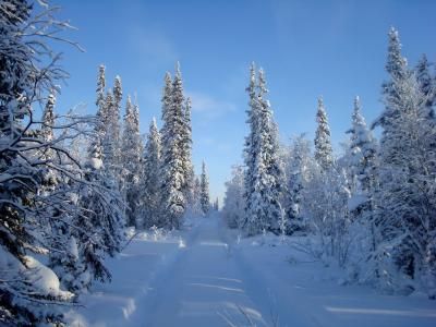 冬天，雪，雪堆，森林，树木，冷杉，树木，针叶树，积雪覆盖