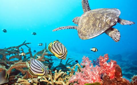海，龟，鱼，珊瑚