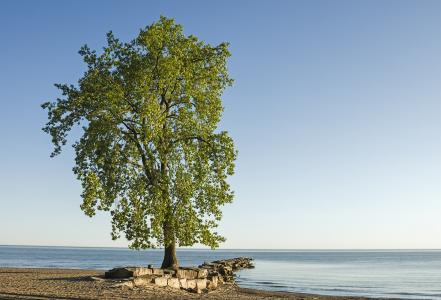 孤树，亨廷顿海滩，伊利湖，树，景观