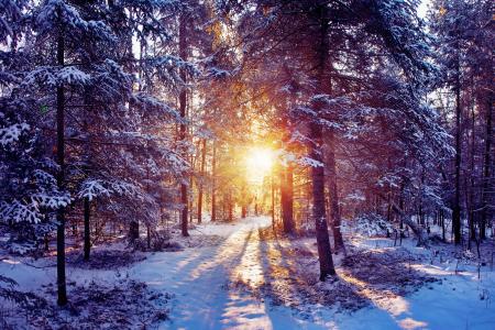 冬天，森林，光，光线，太阳，雪，性质