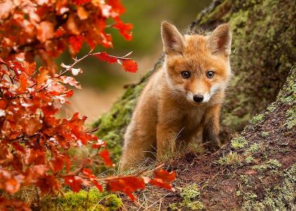 性质，狐狸，秋天，叶子，构成，看