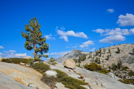 加利福尼亚州的优胜美地国家公园，山，树，景观