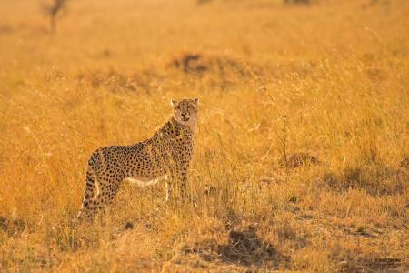 猎豹，野猫，捕食者，姿势，观察，热带草原，非洲