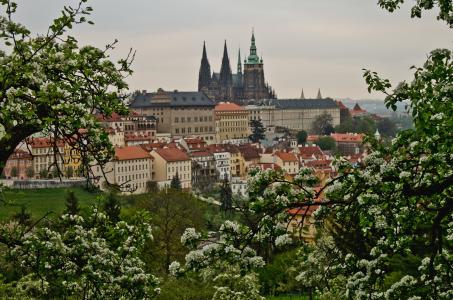 布拉格，捷克共和国，布拉格，捷克共和国，全景，树木，盛开，春天，建筑物