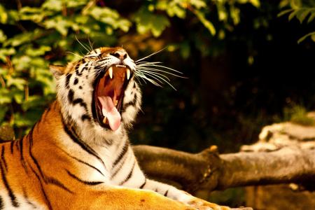 老虎，野猫，打哈欠，嘴巴，f牙