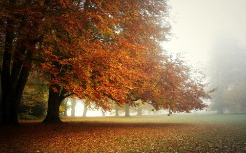 公园，秋天，早晨，树冠