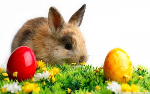 兔子，鸡蛋，草，花，啮齿动物
