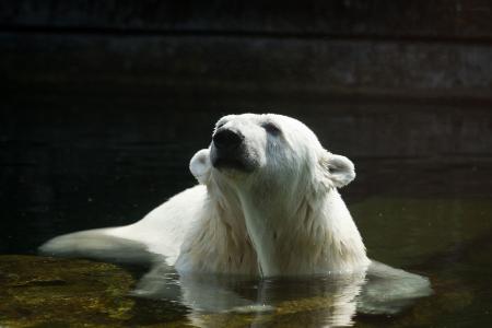 熊，白，极地，捕食者，水，洗澡