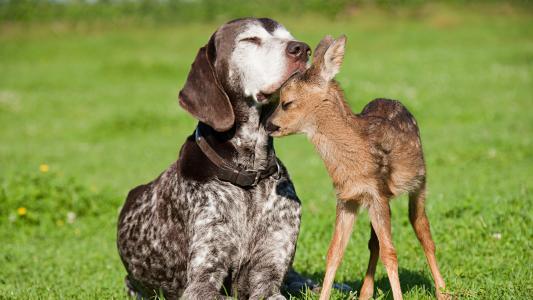 狗，小鹿，友谊