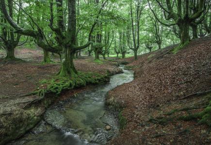 Hayedo de Otzarreta，森林，树木，小河，景观
