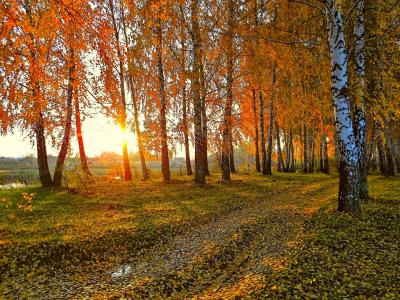 自然，景观，秋季，路，桦木，日落，太阳，黄叶