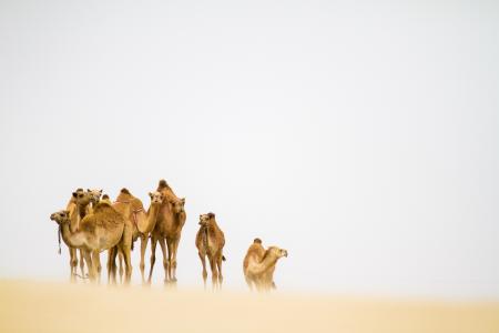 沙漠，沙尘暴，骆驼