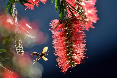 Callistemon，花序，纸黄蜂，黄蜂，昆虫，宏观