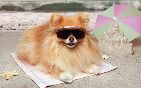 博美犬，沙滩，眼镜