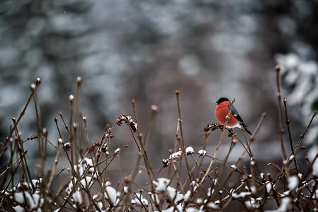 鸟，雪，分支机构，红腹灰雀