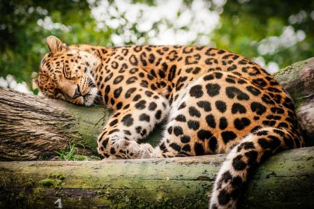 豹，野猫，休息，睡眠，日志
