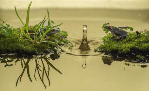 青蛙，水，滴，苔藓，反射