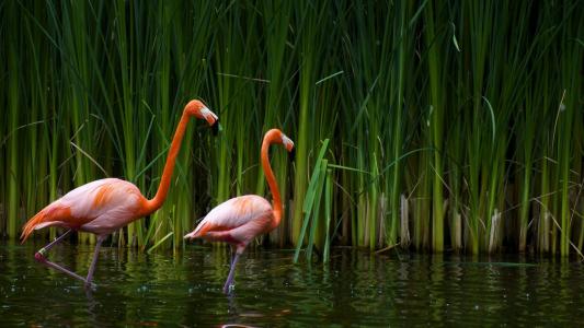 粉红色的火烈鸟，湖