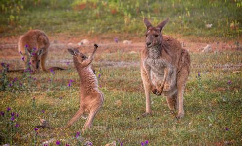 澳大利亚，袋鼠，大自然