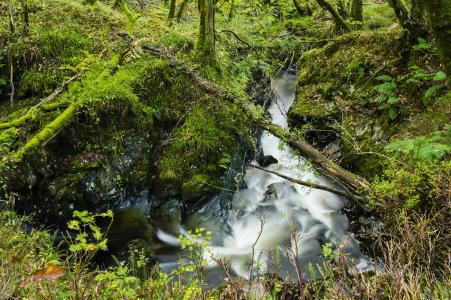 森林，溪流，树木，青苔，分支，加洛韦，苏格兰，加洛韦森林公园，加洛韦，苏格兰