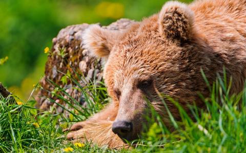 熊，睡觉，杂草，休息