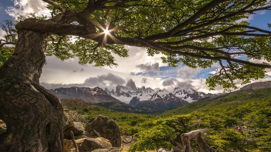 树，菲茨罗伊，阿根廷，山，景观