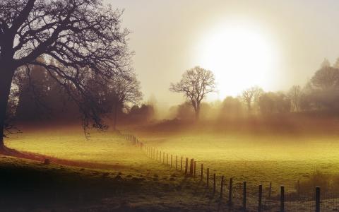 领域，早晨，雾，围栏，风景