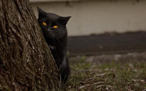 猫，猫，黑色，窥视，树，树干，脸，枪口，黄色的眼睛