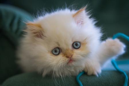 小猫，白色，蓬松，蓝色的眼睛，脸，看