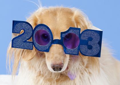 狗，达克斯猎犬，眼镜，2013年