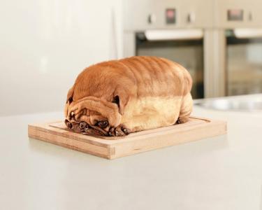 狗，面包