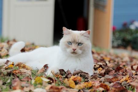 叶子，下降，猫，秋季，白色