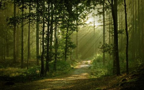 森林，道路，爱抚，光线，太阳
