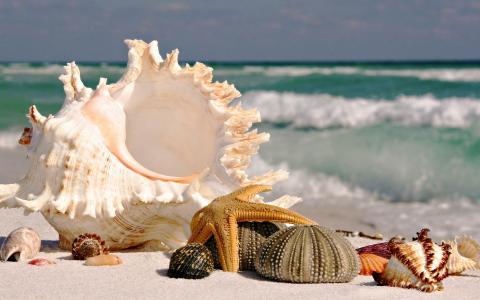 贝壳，海岸，海洋