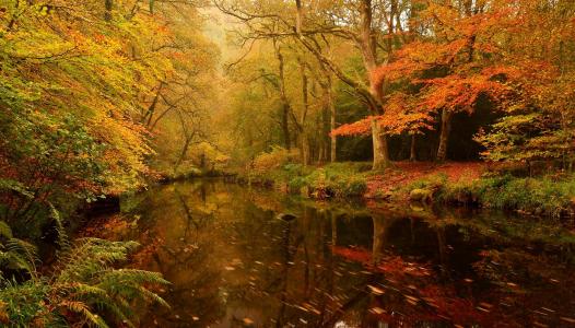 河，秋天，叶子，树，德文郡，英格兰西南部，秋天，河，设计