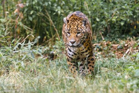 捷豹，野猫，捕食者，丛林，散步，动物园